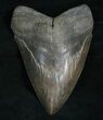 Greenish Megalodon Tooth - Serrated #5188-1